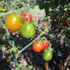 Meet your Posher, Jaclyn